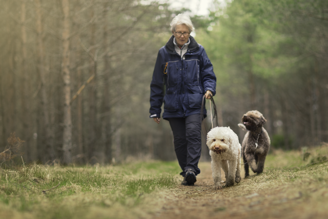 Man walking his dogs